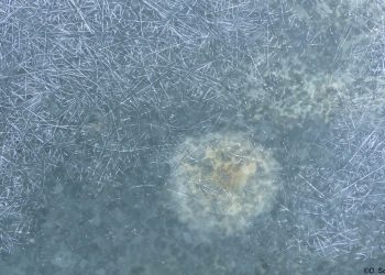 Name of the Father? – Hélène Bonnaud