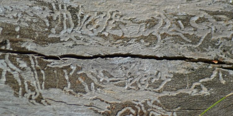 Vouloir un enfant ? – Carina Arantes Faria